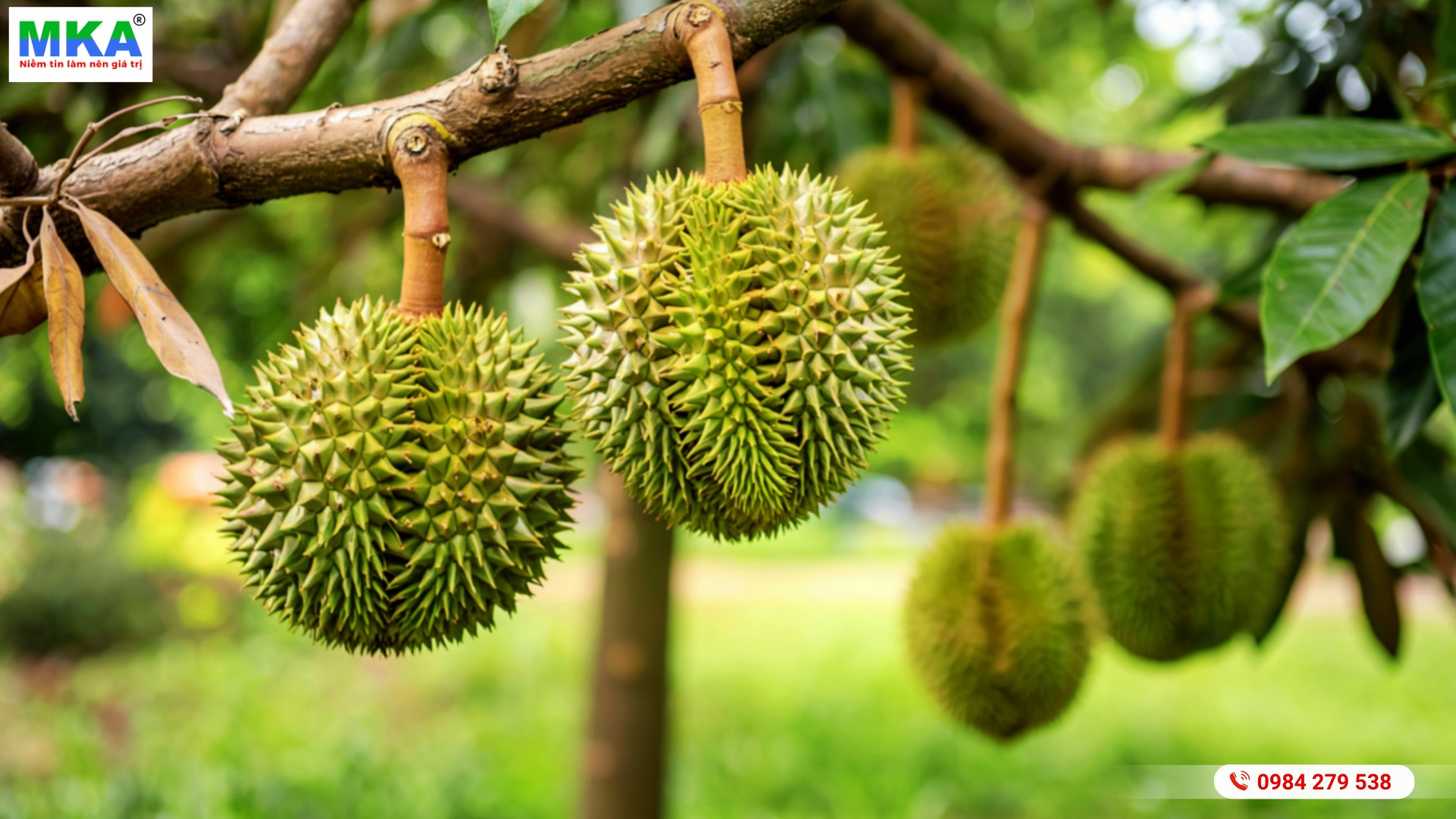 Thời điểm vô cơm, lớn trái và tăng ký của Ri6, Monthong